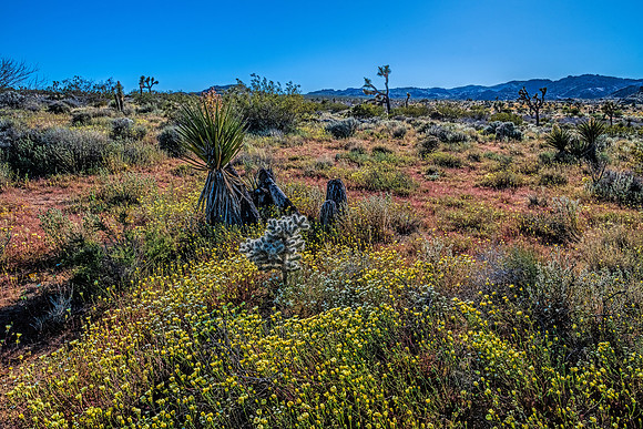 Joshua Tree National Park