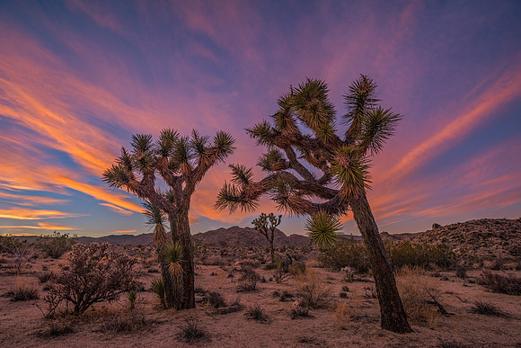 Radiant - Joshua Tree NP