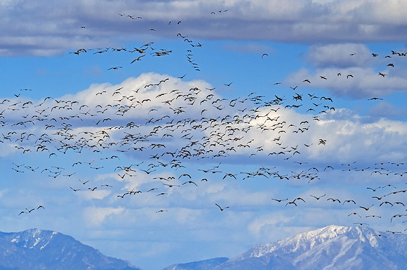 Migrating - Colorado