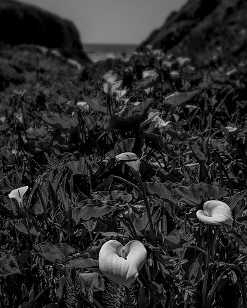 Lilly's of the Valley