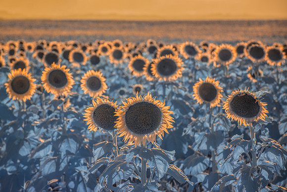Looking to the Sun - Infrared