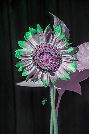 Sunflower Craxy - Infrared