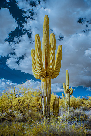 Standing Tall - Infrared