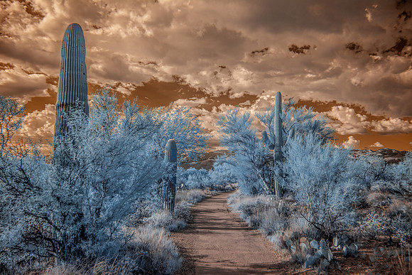 Alien Pathway - Infrared