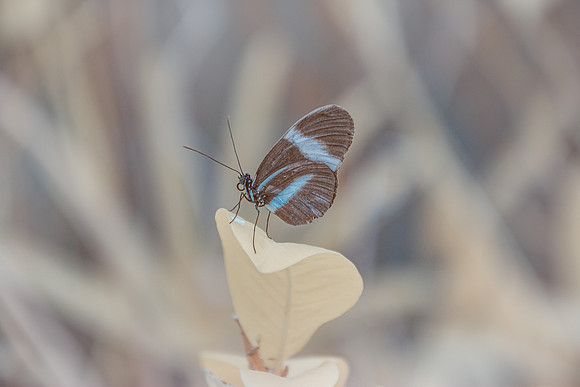 Butterfly in Infrared