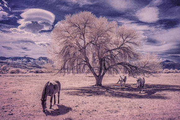 Antique - Infrared