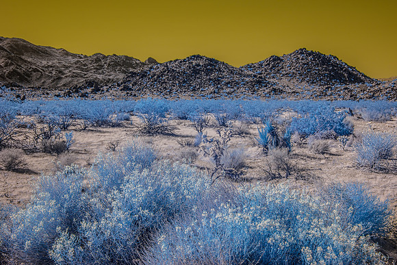 Joshua Tree NP - Infrared