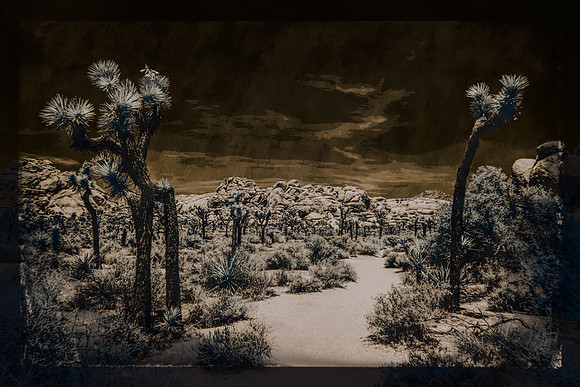 Ancient Pathway - Joshua Tre NP - Infrared