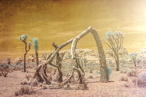 Bow Before the Sun - Joshua Tree NP - Infrared
