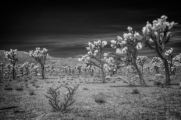 Infrared