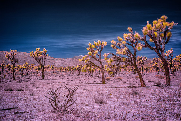 Joshua Tree Infrared