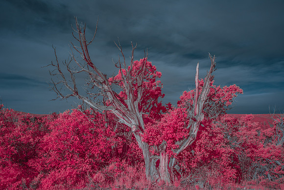 Aerochrome Infrared