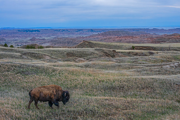 Where the Buffalo Roam!