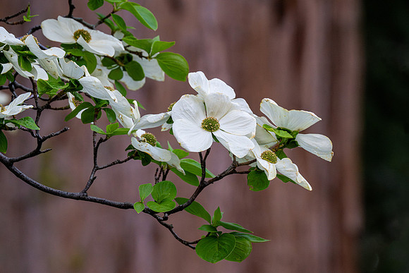 Dogwoods in Sequoia NP