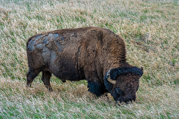 A Badlands Bison