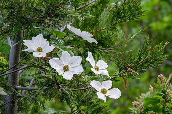 Dogwoods in Sequoia NP